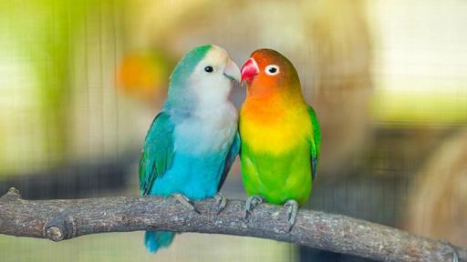 【11.19】爱情鸟Love Birds
